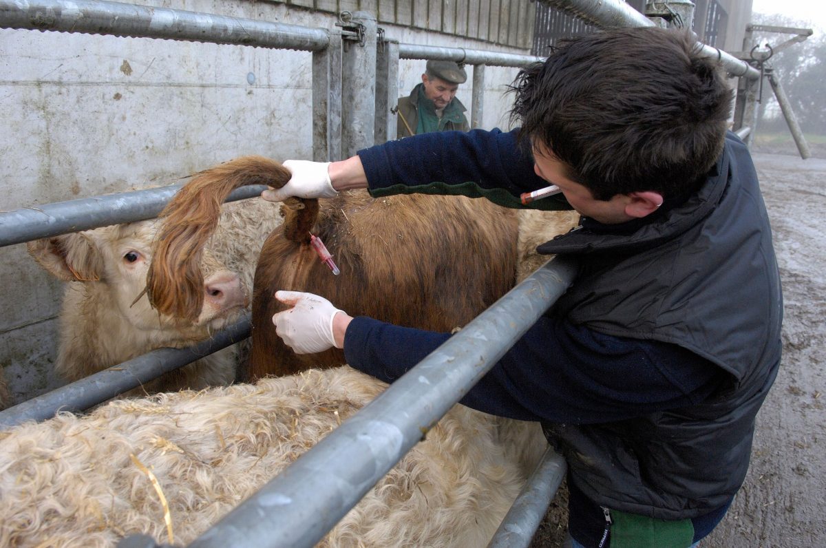 Producer part in prevention: Helping mitigate FMD in Canada - Verified ...