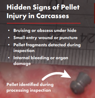 Hidden Signs of Pellet Injury in Carcasses