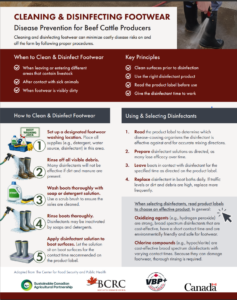 cleaning and disinfecting footwear for beef cattle producers