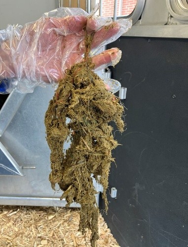 Twine found in the rumen of a calf post mortem