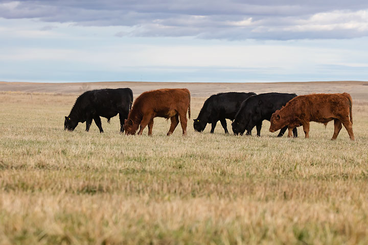 mixed yearlings grazing in fall