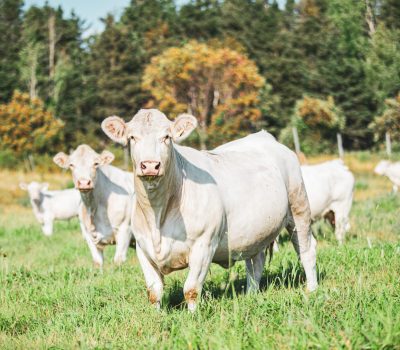 Charolais cow in late summer